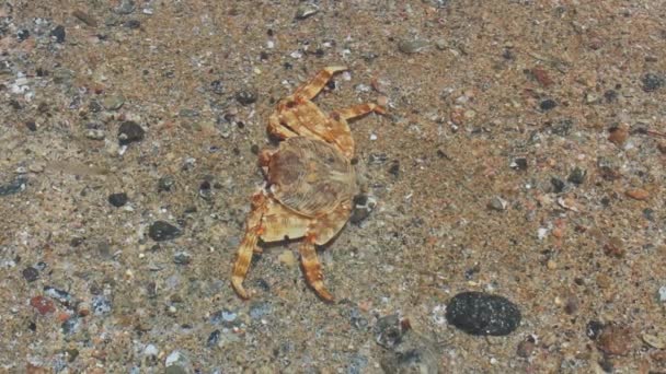 Fechar de um caranguejo do Mar Vermelho — Vídeo de Stock