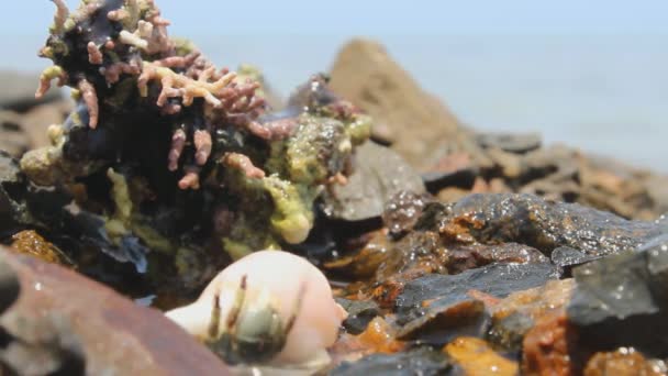 赤い海蟹のクローズ アップ — ストック動画