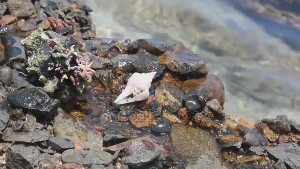 Крупним планом Червоне море краб — стокове відео