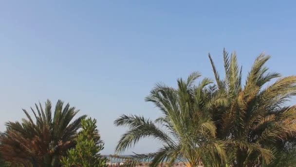 Afrika Blick auf das Rote Meer und die Küste. Ägypten — Stockvideo
