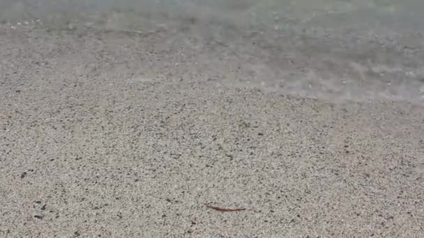 Afrique Vue sur la mer Rouge et le littoral. Égypte — Video