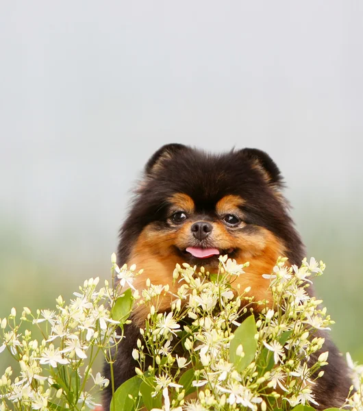 Fluffy black and red dog and flowers. White-green plants and beautiful puppy. Portrait of a close-up of Spitz. — Stock Photo, Image