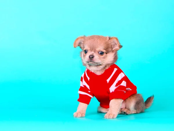 Little puppy on a turquoise background. Portrait of Chihuahua. — Stock Photo, Image