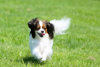 Beyaz tüylü köpek yeşil çimenlerin üzerinde çalışır. Phalen sokakta yürüyor. 
