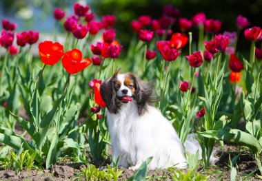 Kırmızı lale oturan güzel beyaz köpek.
