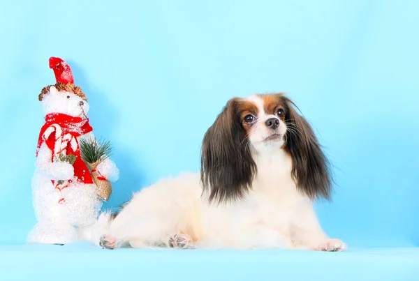 White fluffy dog lies on a blue background. New Year. Fluffy beautiful puppy. Christmas. Decorative animal. — Stock Photo, Image