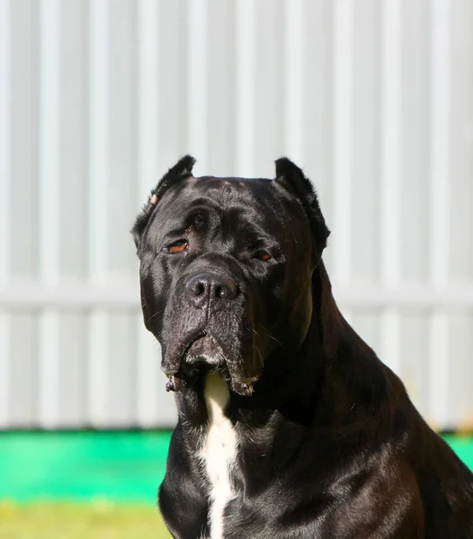 Olasz Cane Corso. A fekete kutya portré közelről. — Stock Fotó