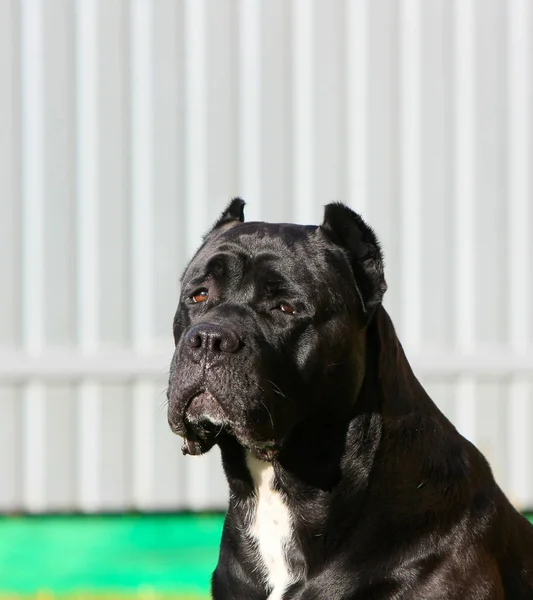 Italian Cane Corso. Portrait of a black dog close up. — Stock Photo, Image