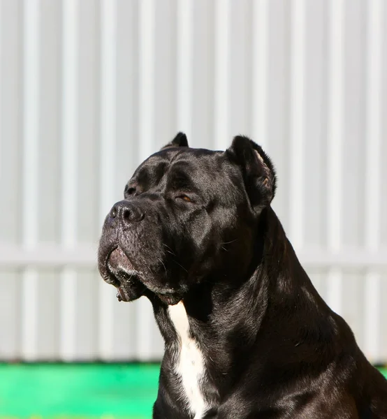 İtalyan Cane Corso. Bir kara köpeğin portresi yakın çekim. — Stok fotoğraf