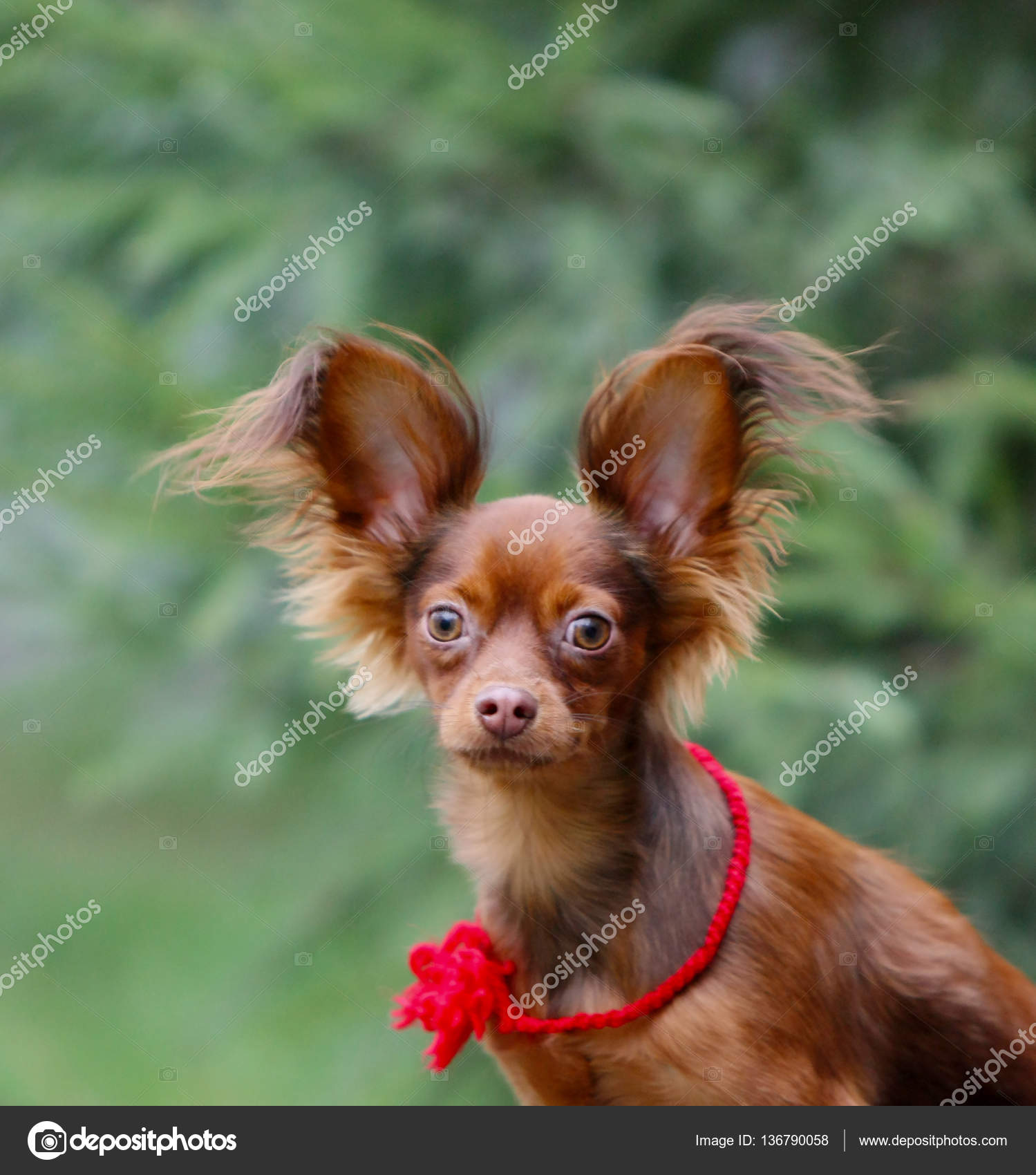 Uzun kulakları olan uzun bir köpek - bu cins nedir Uzun kulakları olan uzun bir köpek - bu cins nedir