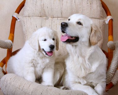Yetişkin beyaz köpek ve köpek. Beyaz geri almak. Anne ve kızı. 