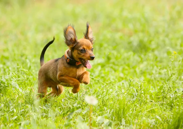 Yeşil çimenlerin üzerinde küçük active köpek. Açık havada atlama kırmızı köpek yavrusu. — Stok fotoğraf