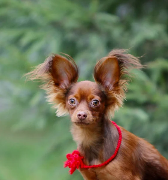 Up portrait of a red dog. Puppy with raised ears and long hair. Russian Toy — Stock Photo, Image
