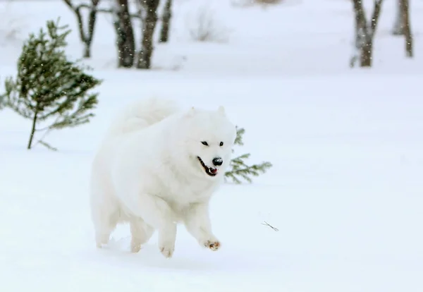 Radosny biały pies samojeda działa w zimowym lesie. Szczeniak duże rasy Północnej sanki na śniegu aktywnie skoki. — Zdjęcie stockowe