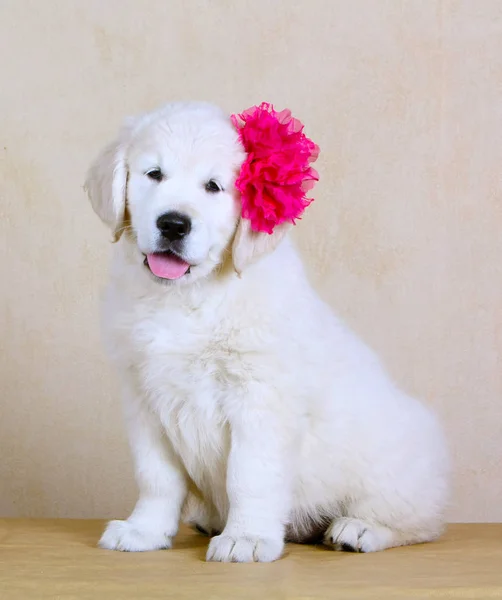 Cucciolo gioioso bianco con un fiore rosa in testa. Labrador Retriever con la lingua appesa . — Foto Stock