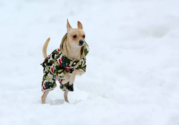 Blanco perrito activo en la ropa en la nieve. Cachorro saltando y corriendo al aire libre en invierno . — Foto de Stock