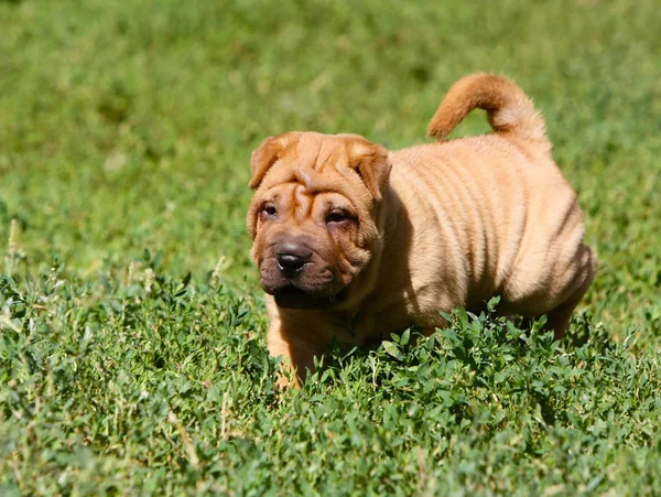 Cucciolo rosso con pieghe. Piccolo cane attivo sull'erba verde. Salto brusco e corsa . — Foto Stock