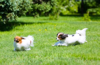 Yeşil çim çalışan iki etkin beyaz köpek. Çimenlerin üzerine atlama tüylü köpek yavrusu. 