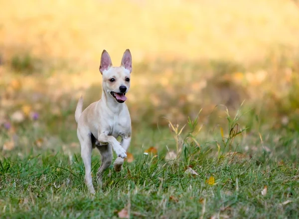 Atlama ve sokakta çalışan küçük beyaz düz-kıl köpek. Sonbahar çayır, etkin köpek yavrusu. — Stok fotoğraf