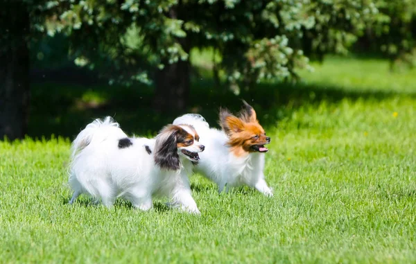 Két aktív fehér kutya fut körbe a zöld fű. Ugrás a gyepen bolyhos kiskutya. — Stock Fotó
