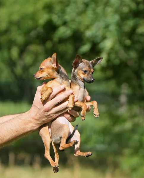 Hombre sosteniendo dos cachorros rojos. Pequeños animales miniatura encantadora . — Foto de Stock