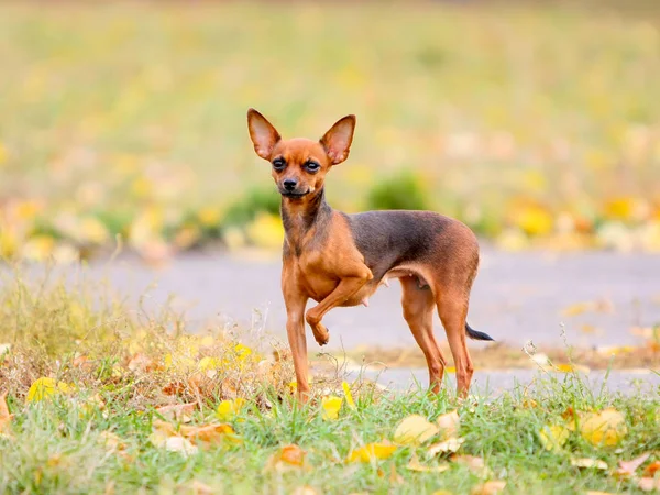 Sonbahar arka plan üzerinde kırmızı köpek duran. Parlak güzel köpek yavrusu sokak. — Stok fotoğraf