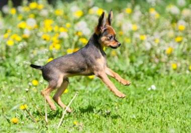 Yeşil otların arasında atlama active köpek yavrusu. Kiminle güzel kızıl saçlı köpek. Rus oyuncak