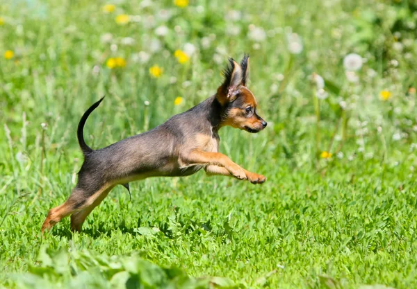 Lite aktiv valp hoppa i det gröna gräset. Vacker rödhårig hund körs i gatan. Ryska leksak — Stockfoto