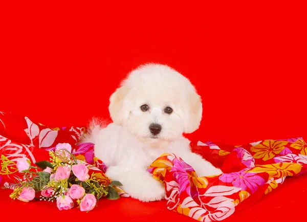 Carino cucciolo bianco con fiori rosa su uno sfondo rosso. Bellissimo cane soffice e riccio . — Foto Stock