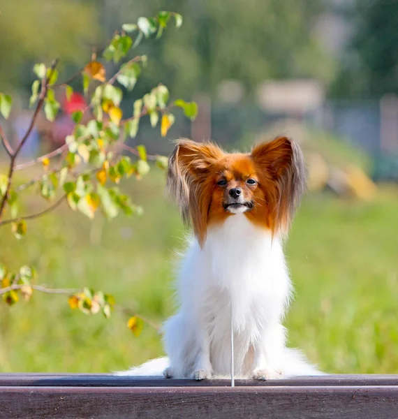 Egy kis fehér-piros kutya egy őszi háttér. Papillon ül egy fapadon. — Stock Fotó