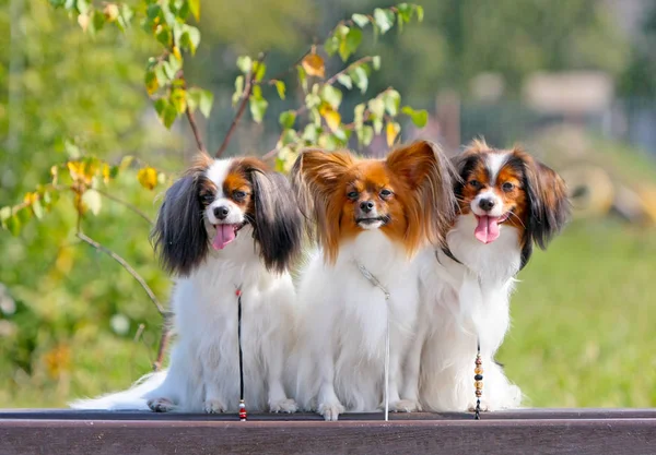 Три милые белые-красные собаки сидят на деревянной скамейке. Много щенков на осеннем фоне . — стоковое фото