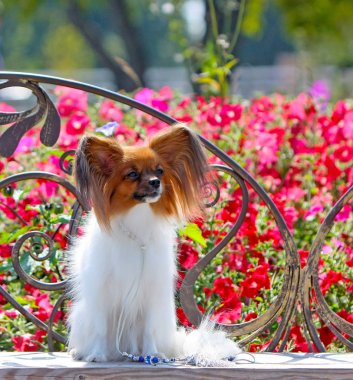Güzel beyaz bir köpek ile kırmızı bir baş ve bir arka plan kırmızı çiçek kulaklara. Belgili tanımlık köpek yavrusu sahte bir bankta oturur. 