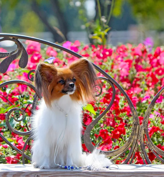 Un beau chien blanc avec une tête et des oreilles rouges sur un fond de fleurs rouges. Le chiot est assis sur un banc forgé . — Photo
