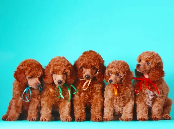Много милых красных щенков-пуделей. Собаки сидят на бирюзовом фоне . — стоковое фото