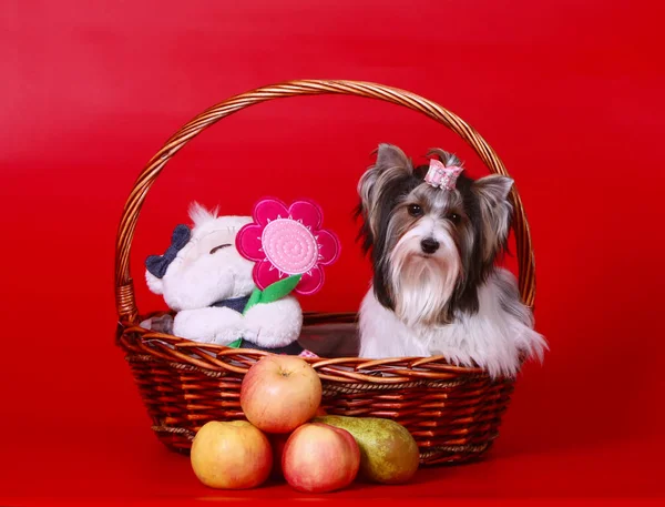 Un hermoso perro blanco se sienta en una canasta con un juguete y fruta . — Foto de Stock