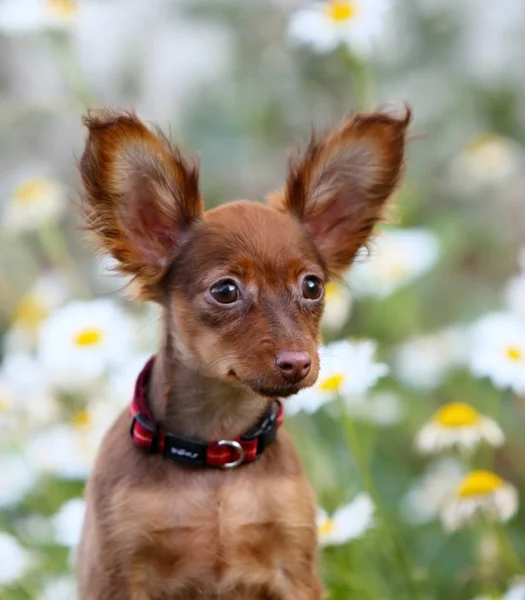 Lovely red-haired puppy with raised ears on a blurry background of white daisies. — Stock Photo, Image