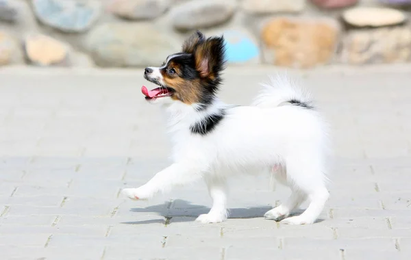 小さなパピヨンの子犬は、通りに沿って歩いています。白い髪と素敵な犬. — ストック写真