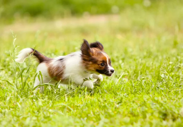 El cachorro activo del Papillon corre rápidamente a lo largo del césped verde. Un perro blanco con una cabeza roja saltando en la hierba . — Foto de Stock