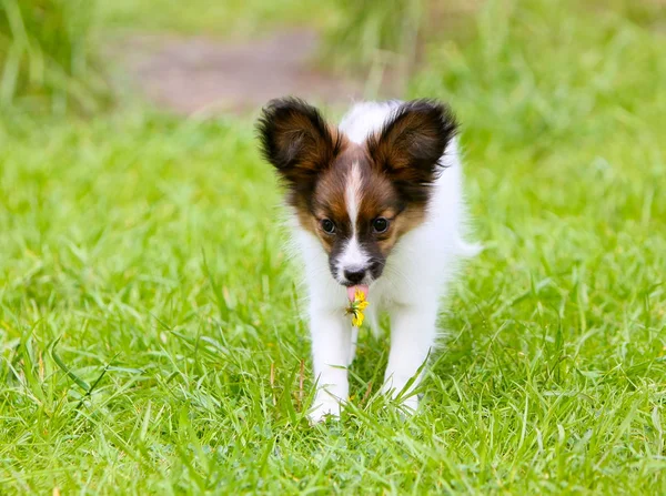 Un cachorro activo de un papillon con un diente de león en la lengua corre a lo largo del césped verde . — Foto de Stock