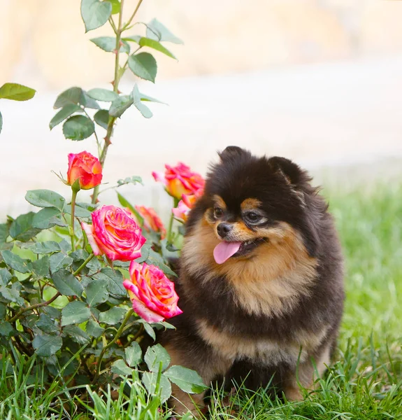 バラの茂みの横に座っている美しい黒ドイツ犬犬. — ストック写真