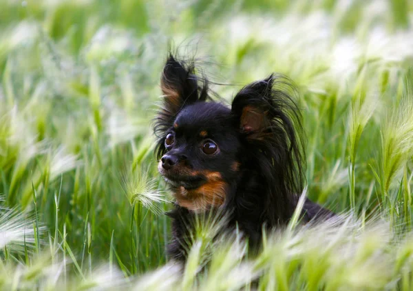 Yeşil çim güzel siyah ve tabaklamak Dog'da portresi. — Stok fotoğraf