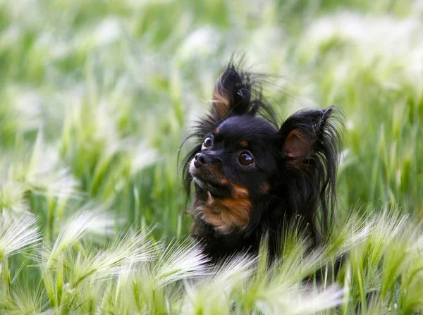 Şirin, küçük bir siyah köpek tüy çim portresi. — Stok fotoğraf