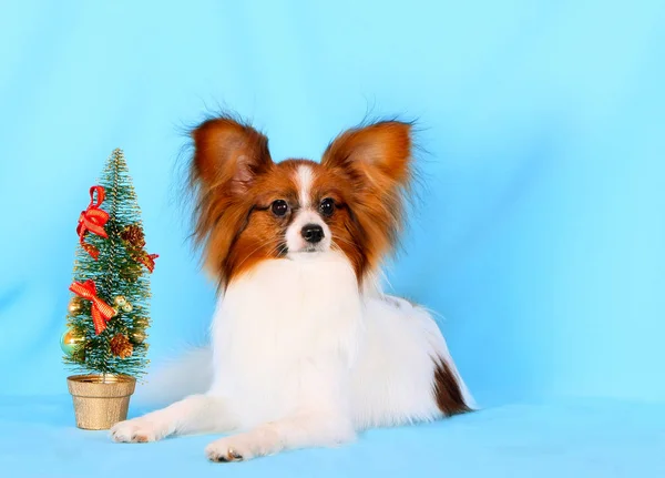 White Papillon with a red head lies on a blue background. The concept of Christmas and New Year with a dog. — Stock Photo, Image