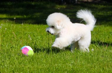 Bichon Frize yeşil'ın bahçesinde topuyla oynuyor. 