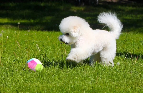 Bichon Frize joga com uma bola no gramado verde . — Fotografia de Stock