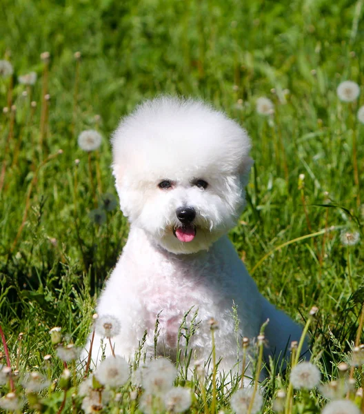 Piękny biały szczeniak rasy bichon fryzkiej. Portret psa w trawie i mniszek lekarski. — Zdjęcie stockowe