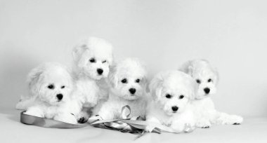 Birçok beyaz yavru. Bichon Frize studio siyah-beyaz fotoğraf.