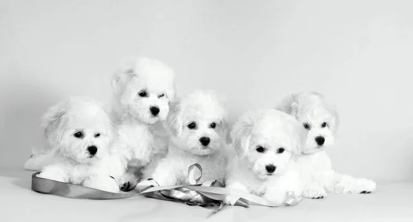 Molti cuccioli bianchi. Bichon Frize studio foto in bianco e nero . — Foto Stock