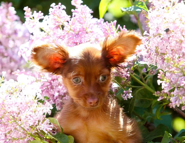 在盛开的紫丁香的背景上可爱的红色小狗的肖像. — 图库照片