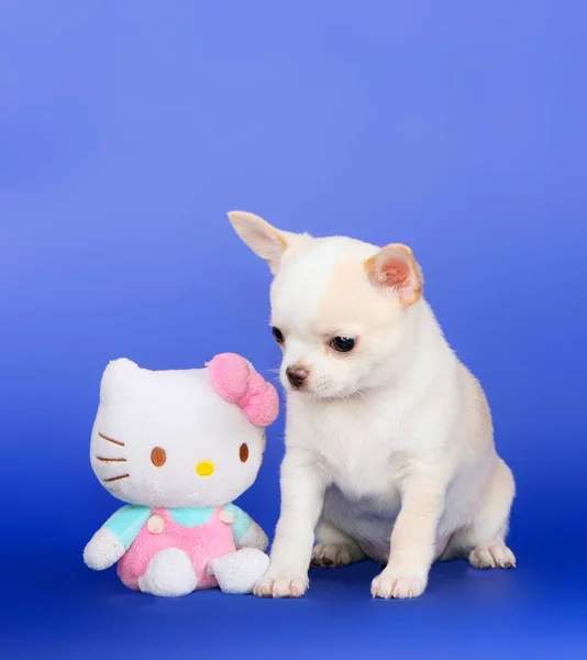 Chihuahua branco está sentado com o seu brinquedo favorito. Retrato de um pequeno filhote de cachorro em um fundo azul . — Fotografia de Stock